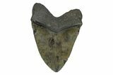 Huge, Fossil Megalodon Tooth - South Carolina #168016-2